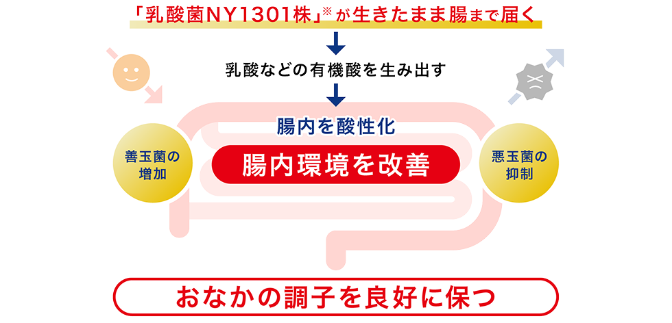 「乳酸菌NY1301株」が生きたまま腸まで届く → 乳酸などの有機酸を生み出す → 腸内を酸性化 腸内環境を改善 → おなかの調子を良好に保つ