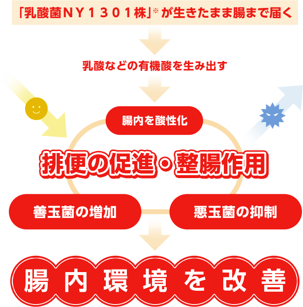 「乳酸菌NY1301株」※が観便の促進・整腸作用（腸内を酸性化、善玉菌の増加、悪玉菌の抑制）→腸内環境を改善